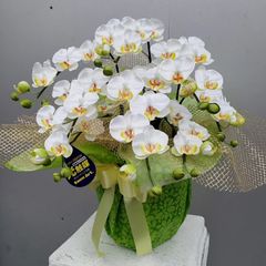 胡蝶蘭S/5F/白（造花）高約50×幅40　光触媒コーティング