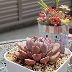 多肉植物 ☘️ 白雪の渚 おらいさん苗 抜き苗 札なし