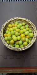 採れたて七折小梅　3kg