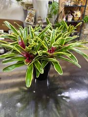 ネオレゲリア　6号　観葉植物　インテリア　グリーン　ピンク　リビング　屋内　多肉　ボリュームあります。