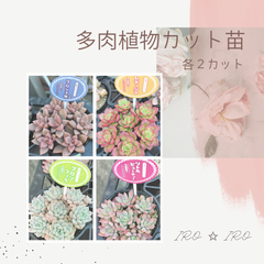 多肉植物　カット苗セット