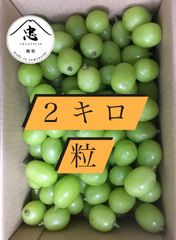 大粒 プレミアシャインマスカット 産地直送 数量限定 山梨県 大粒 プレミアシャインマスカット 産地直送 数量限定 山梨県