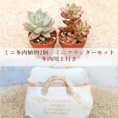 多肉植物2個×リヴォリサック ホワイト セット 培養土付き☆ 鉢 雑貨 寄せ植え かわいい ミニ おしゃれ ガーデン