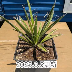 2025年最新】ユッカ カルネロサーナの人気アイテム - メルカリ