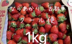 クール便送料込】春限定 加工用いちご 1.5kg 新鮮朝採りいちご - メルカリ