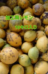 平戸島産レモン　加工用10キロ入り　国産レモン