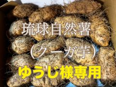 沖縄県産　琉球自然薯　クーガ芋　箱込2キロ
