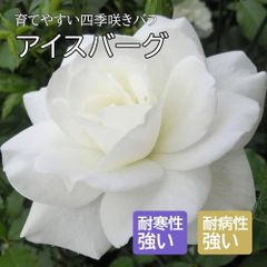 6809　アイスバーグ★四季咲き中輪★20世紀を代表する名花★6号大苗