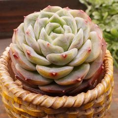 MA085	ピュアラブ	【イータニク】多肉植物　韓国苗　第四種郵便発送