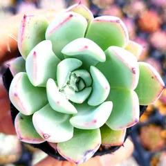 ぼのぼのさん苗 コロラータタパルパ×臼田リンゼアナ 多肉植物 ✱︎ 臼田リンゼアナx コロラータタパルパ