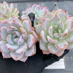 ㊽大きめ苗! 青鬼❣️円❣️もみじ飴❣️三日月❣️6苗メルカリ便送料込 ㊽大きめ苗! 青鬼❣️円❣️もみじ飴❣️三日月❣️6苗メルカリ