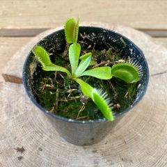 食虫植物　ハエトリソウ