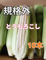 規格外 白いとうもろこし 10本程 クール便