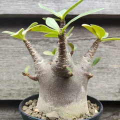 2025年最新】アデニウム ブラックスキンの人気アイテム - メルカリ