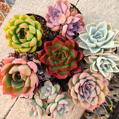 ぴ*け様 A-QS1007-2　ブルーベリー　抜き苗　35株　多肉植物 エケベリ ぴ*け様 A-QS1007-2 ブルーベリー 抜き苗 35株 多肉植物