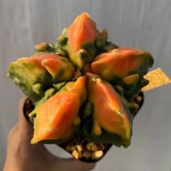 アストロフィツム 紅葉 碧瑠璃鸞鳳玉錦