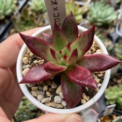 ロメオ×コロラータ　抜き苗　多肉植物　モフ多肉　エケベリア