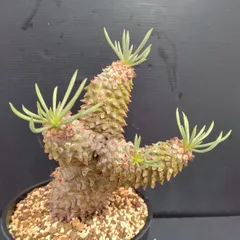 特大 現地株 チレコドン ワリチー チ206「現地」チレコドン ワリチー 3.5寸 植え【未発根