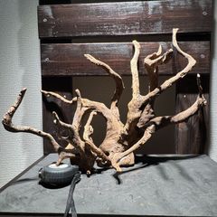 【流木セット①】ADA ブランチウッド　大サイズ＆小サイズセット　中古レイアウト素材　アクアリウム 水草水槽　ネイチャーアクアリウム