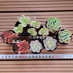 ①オーズプランツさん苗４点セット札付きポットごとメルカリ便バラ売り不可 楽天市場】 多肉植物 > エケベリア > O's PLANTS : フラワー