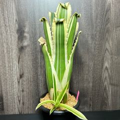 ホヘンベルギア カーラ Hohenbergia Karla 子株付き