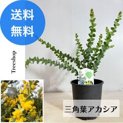 アカシア 三角葉アカシア【送料無料】15ｃｍプラ鉢 高さ0.3ｍ 幅0.4ｍ 苗木 庭木 観葉植物 シンボルツリー