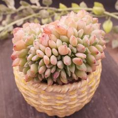 四種発送	R198	ファンタジアクレア綴化	【イータニク】多肉植物　韓国苗