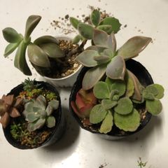 多肉植物　寄せ植え