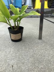 黒ウコン　クラチャイダム　アーユルベーダ