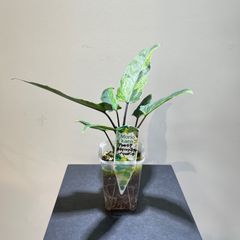 アロカシア　ラウテルバキアナ　バリエガータ　抜き苗