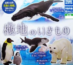 コウテイペンギン ホッキョクグマ ヒョウアザラシ ザトウクジラ 南極や北極の極地で生きている生物 極地のいきもの 全４種