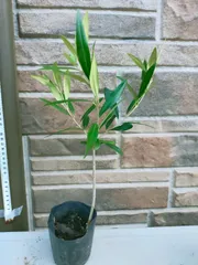オリーブの木　ひなかぜ　8号　約170cm　NO.369　一点物 オリーブの木 ひなかぜ 8号 約170cm NO.369 一点物