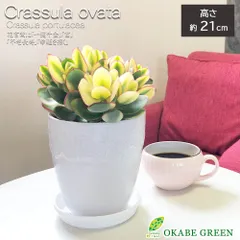 観葉植物 新生活 金のなる木 斑入り 5号 素敵な白い薔薇陶器鉢 鉢皿付 黄金花月のサムネイル