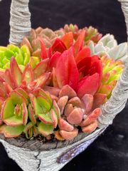 C780　花火　105苗セット　多肉　土根付き　エケベリア　サボテン　韓国苗 新発売 QS60 砂糖 105苗セット 土と根付き 多肉植物 エケベリア