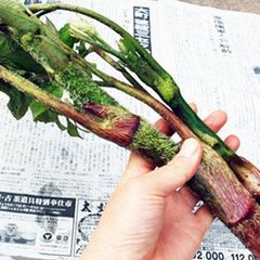 予約　山ウド２ｋｇ（大小バラ詰め）