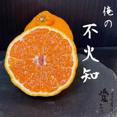 愛媛産　不知火デコポン　家庭用9kg