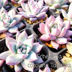 2024年最新】echeveria paperの人気アイテム - メルカリ