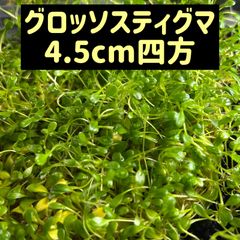 【無農薬】グロッソスティグマ4.5cm四方
