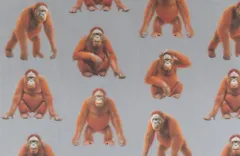 【ゆきちゃん限定】X2308 オラウータン柄 コットン生地 グレー 1m