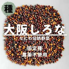 【種】大阪しろな　農薬不使用　100粒