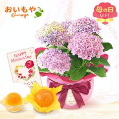 【おいもや公式】母の日限定 4号鉢 あじさい 紫陽花 【マジカルレボリューション ピンク】みかん ゼリー スイーツ 洋菓子 お菓子 鉢植え プレゼント 生花 花 ピンク おしゃれ かわいい (お届け時期:5/5～11のいずれか)