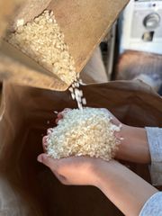 送料込！長崎県産　減農薬　ひのひかり　3キロ　精米済み