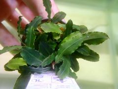Bucephalandra sp. Super Velvet / ブセファンドラ - メルカリ