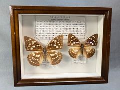 オオムラサキ　蝶　標本