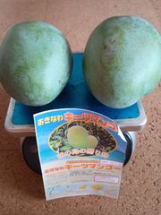 訳あり】沖縄産マンゴー 約1.9kg 7玉 農家直送 クール便 - メルカリ