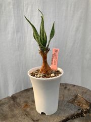 ケープバルブ レデボウリア マルギナータ(56890)