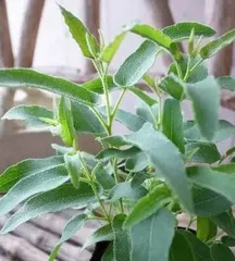 レモンユーカリ　レモンの香　挿し穂　3本 ドライフラワーにもできます