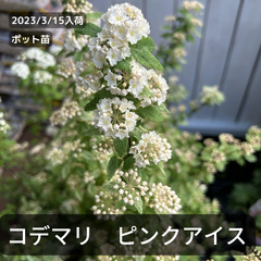 コデマリ　ピンクアイス（斑入り・ポット苗）