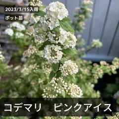 クリスマスローズとラナンキュラスの春のお花リースビオラユキヤナギ母の日