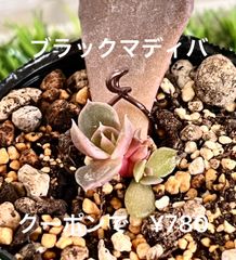ブラックマディバ  葉刺し 双頭 発芽 発根済 人気♡